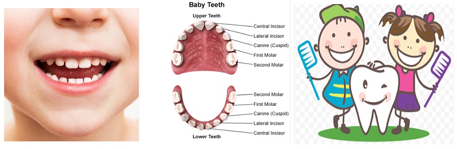 Importance Of Primary Teeth